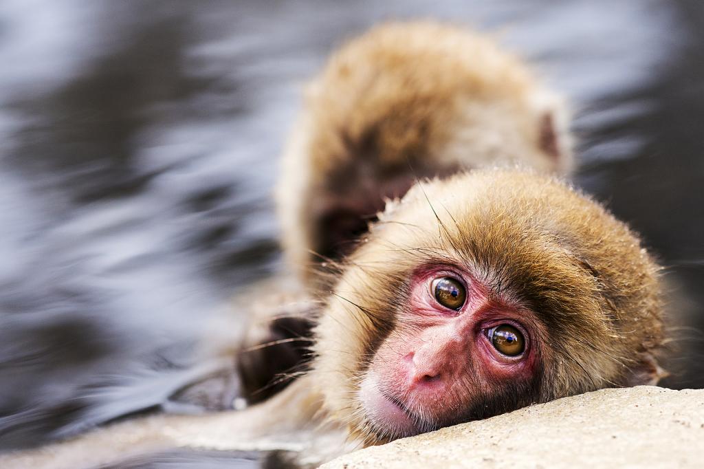 Die Universität und ETH Zürich planen Tierversuche mit Makaken - hier ein Japanmakak. (© Sean Pavone / Fotolia.com)